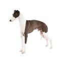 TOY_Italian-Greyhound