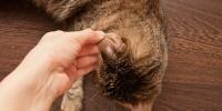 hand touching a cats ear