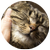 Cat care tips
