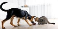 dog eating out of bowl while cat watches