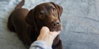 person holding chin of chocolate lab