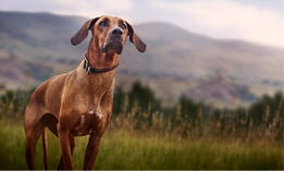 Dog image