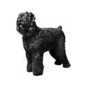 Black Russian Terrier