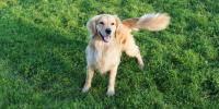 golden retriever en un campo de césped