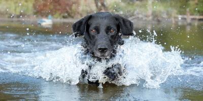 Senior Dog in water