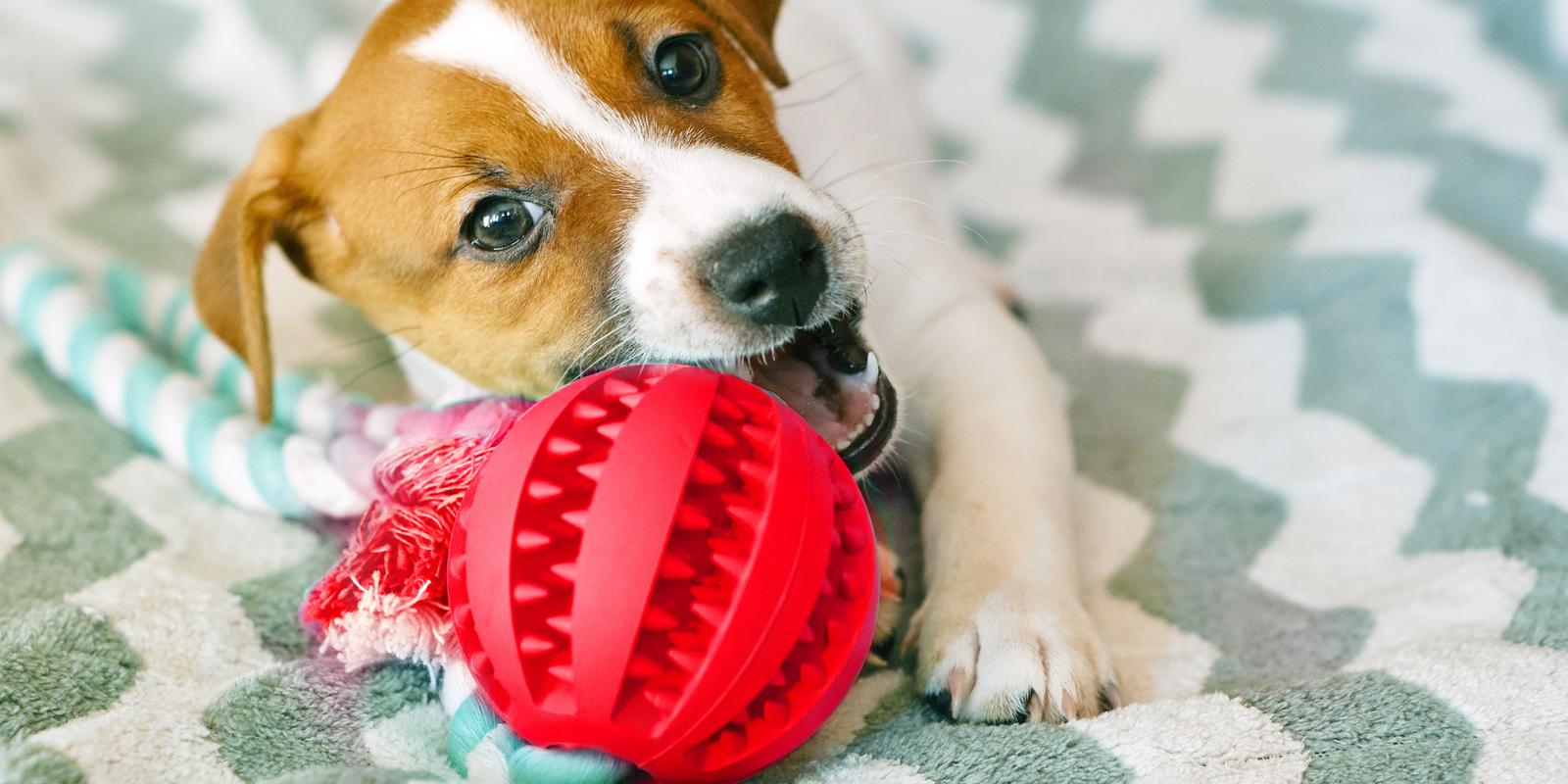 Puppy Chewing How to Stop Destructive Chewing Purina