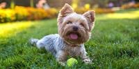 dog laying in grass outside