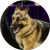Herding Group Winner, Mercedes