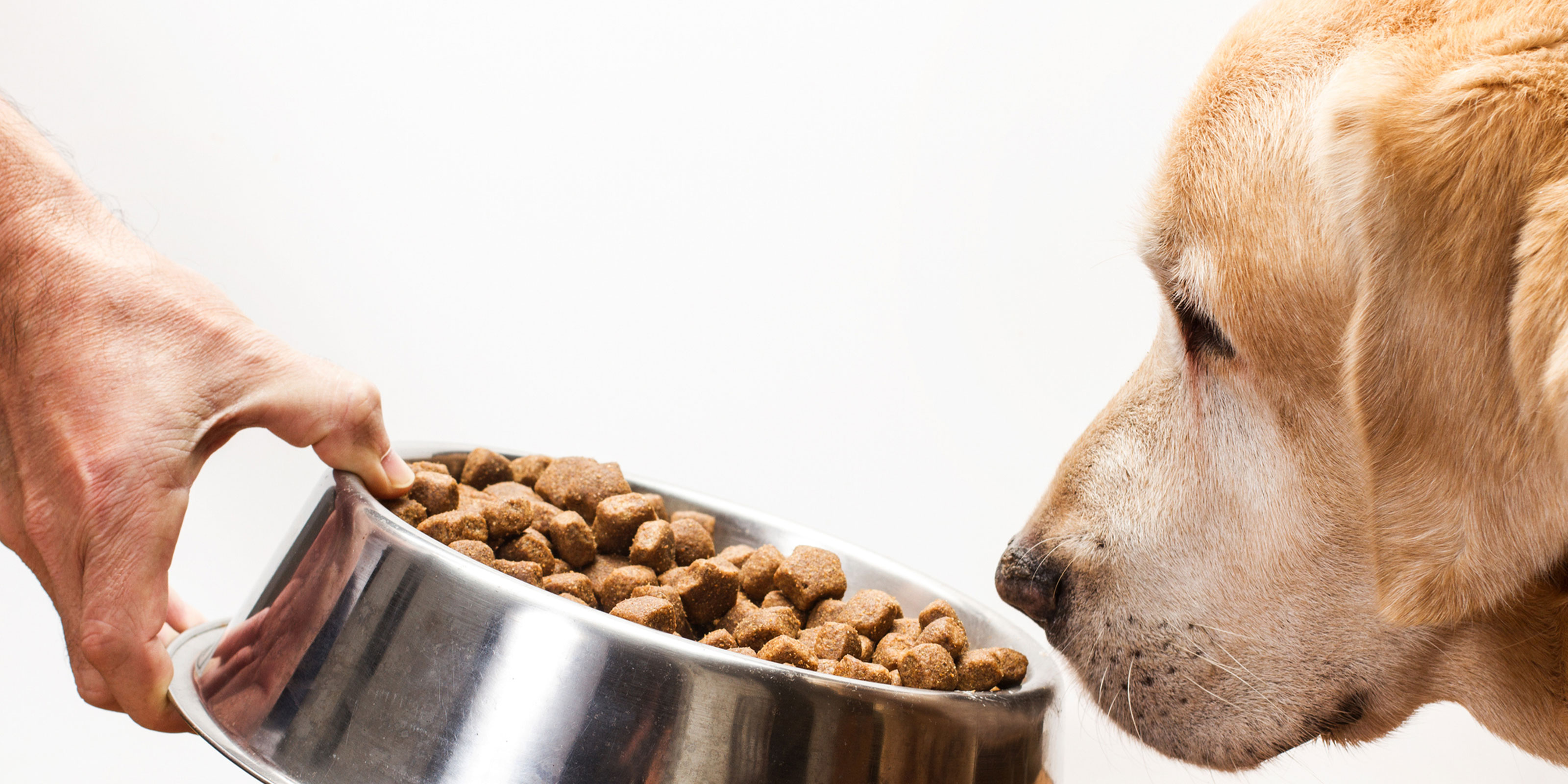 Wet Vs Dry Dog Food Is Wet Dog Food Better Than Dry Purina wet-vs-dry-dog-food-is-wet-dog-food-better-than-dry-purina