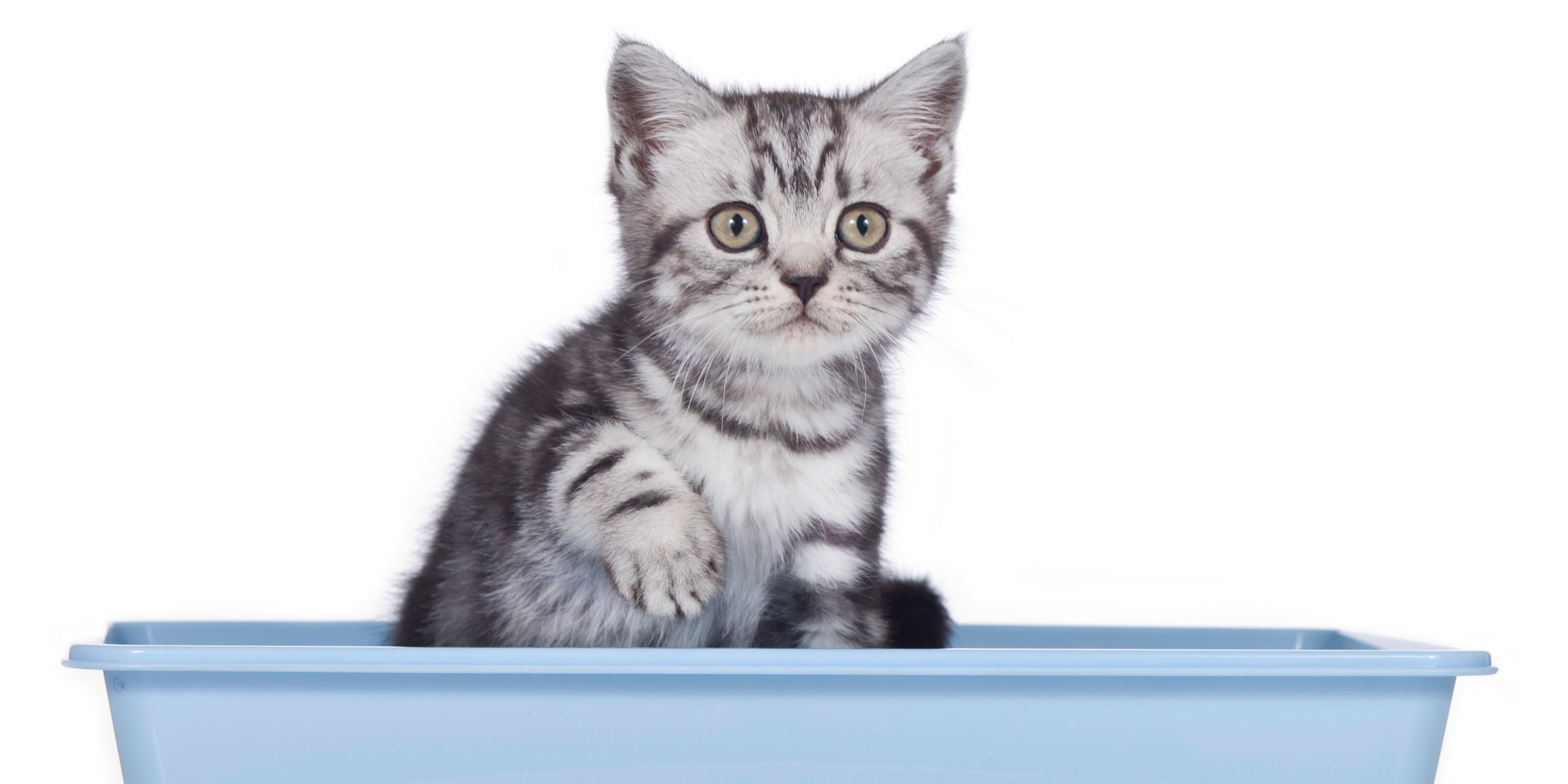 Reasons Why Cats Don't Cover Their Poop & Litter Box Tips Purina US