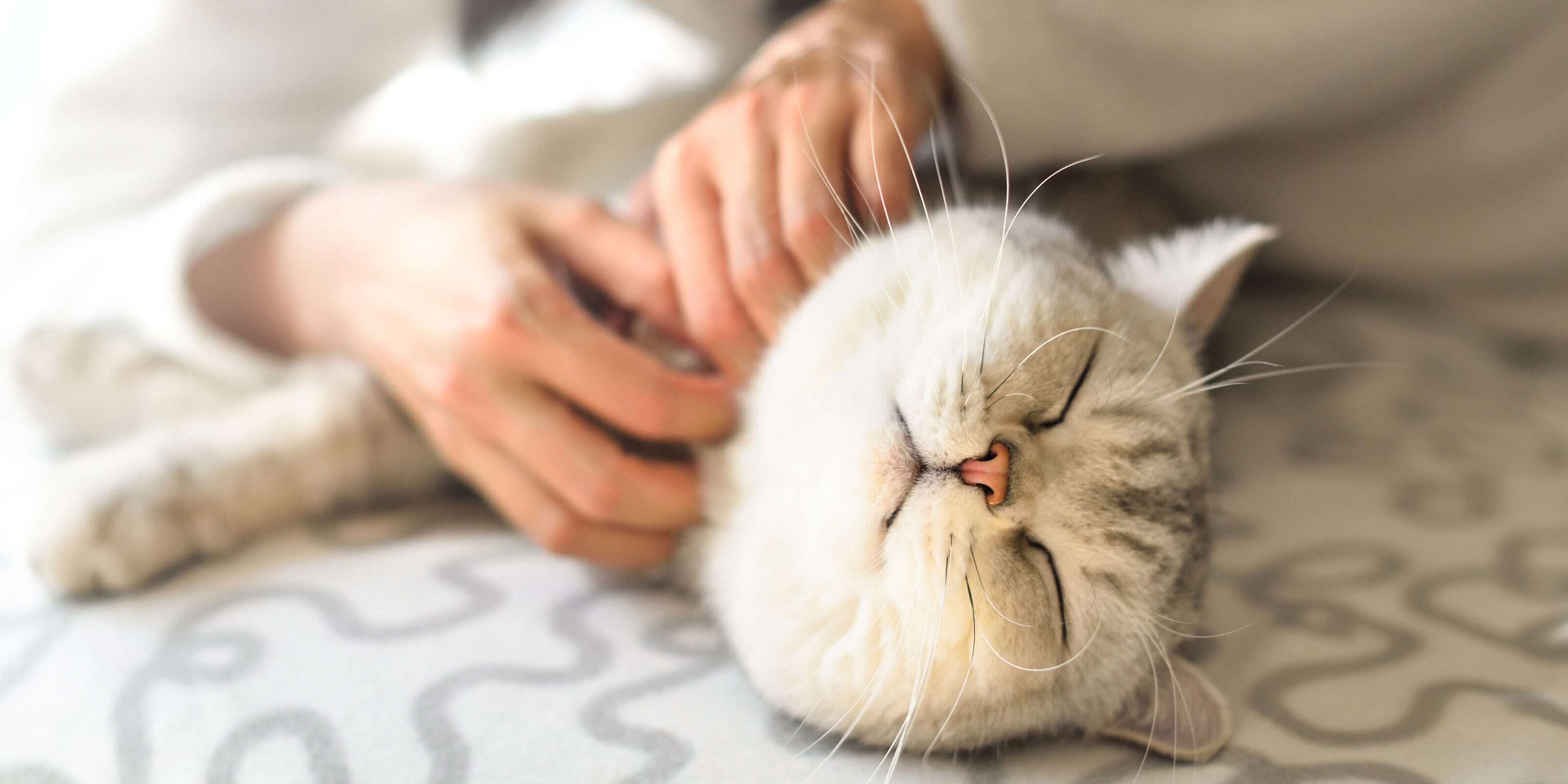 Cat Skin Conditions Dry Skin, Skin Allergies, Skin Cancer,, 55 OFF
