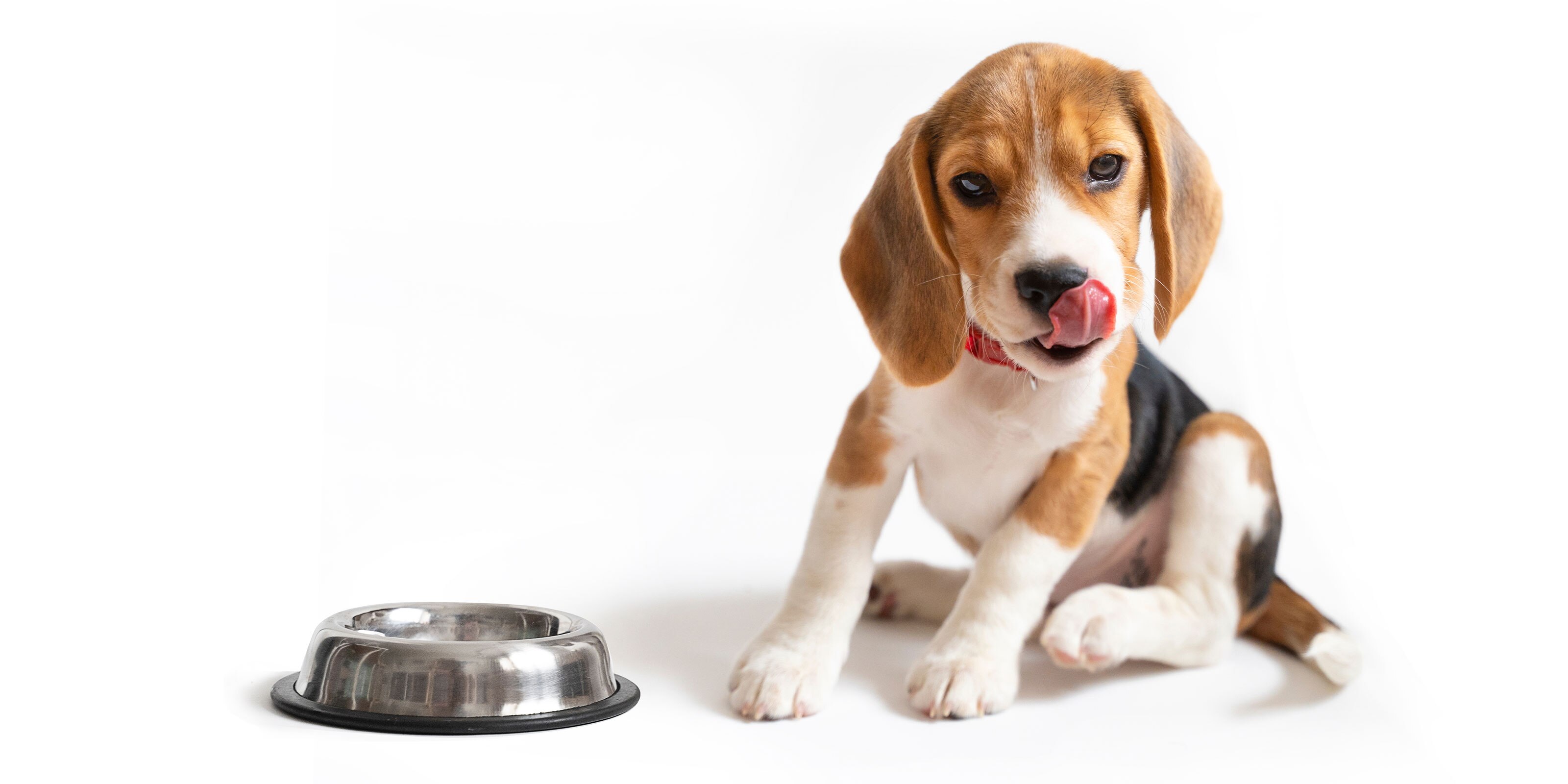 Food Intolerance in Dogs Identifying and Managing Symptoms sample