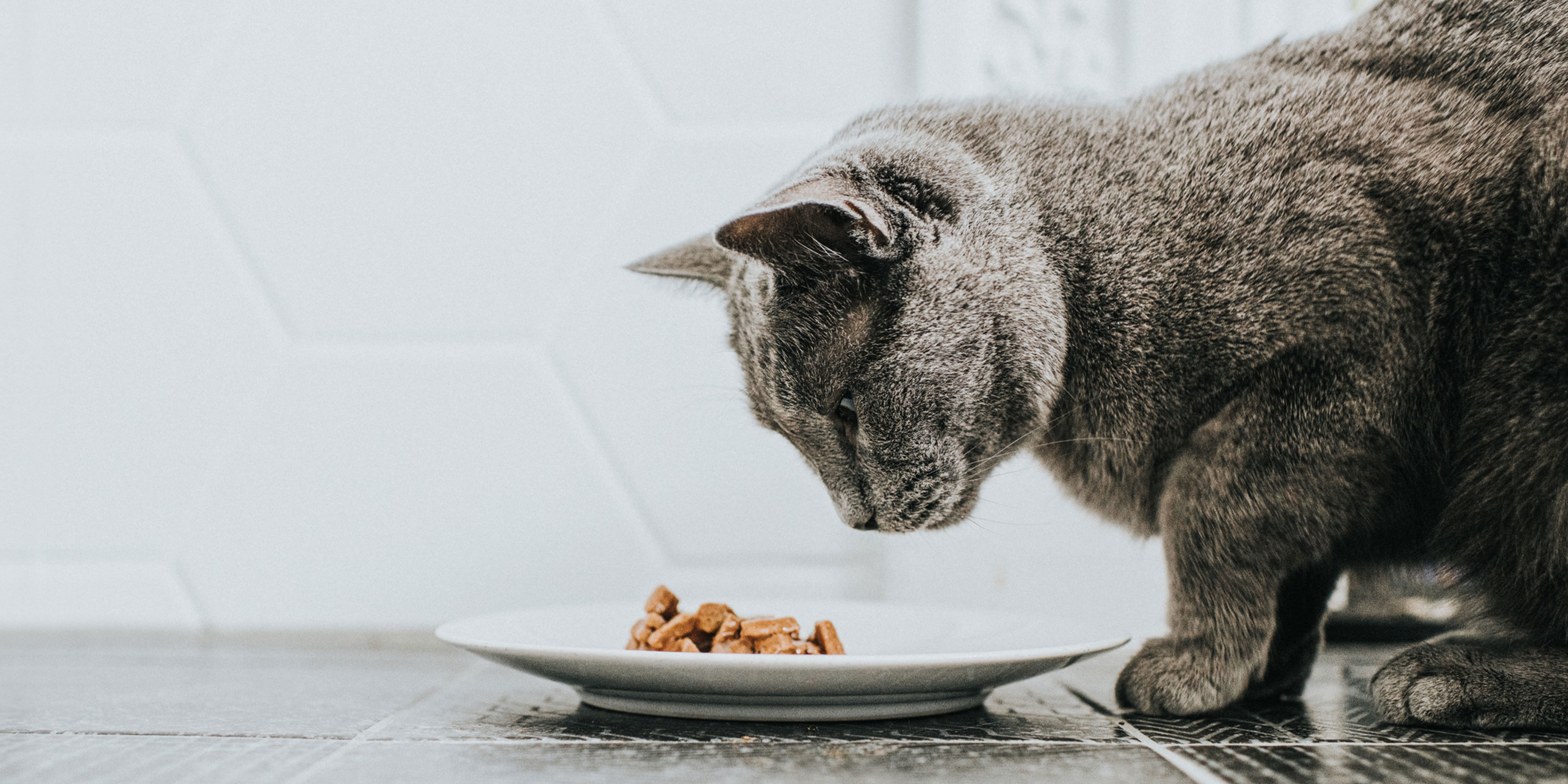 Can You Mix Dry Cat Food With Wet Original Sale instrumentation.kmitl