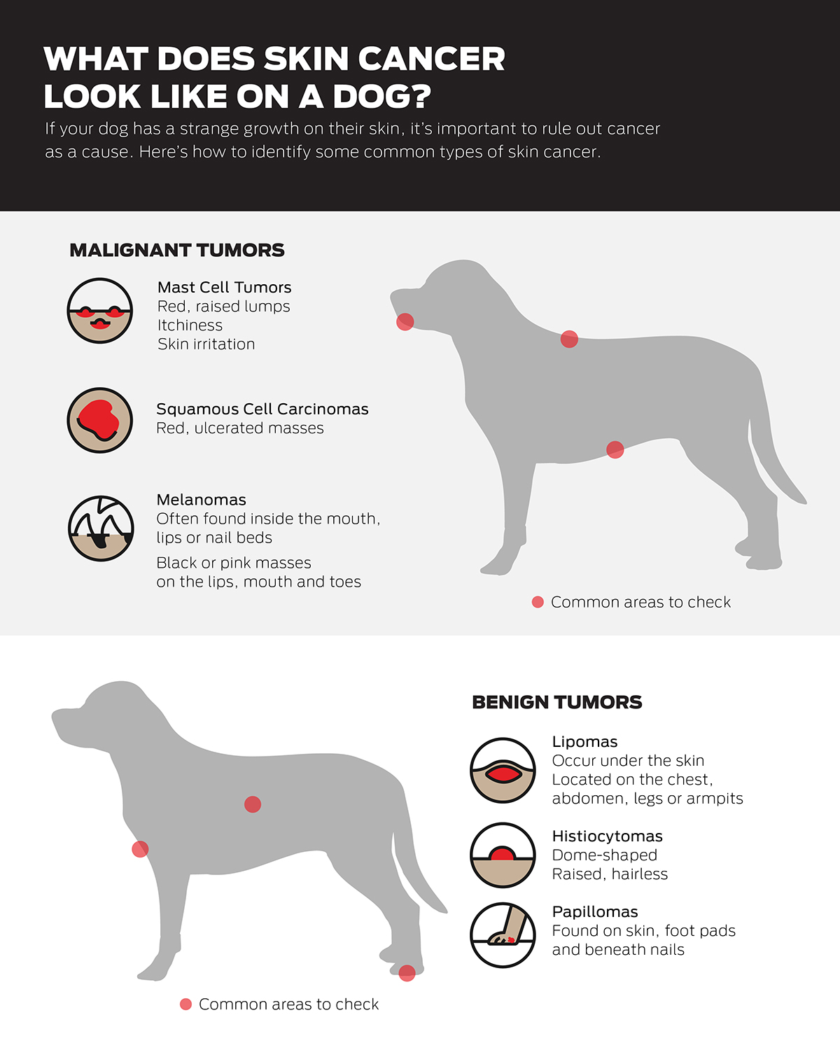 What does skin cancer look like infographic