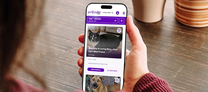 person looking at Petfinder on their mobile phone