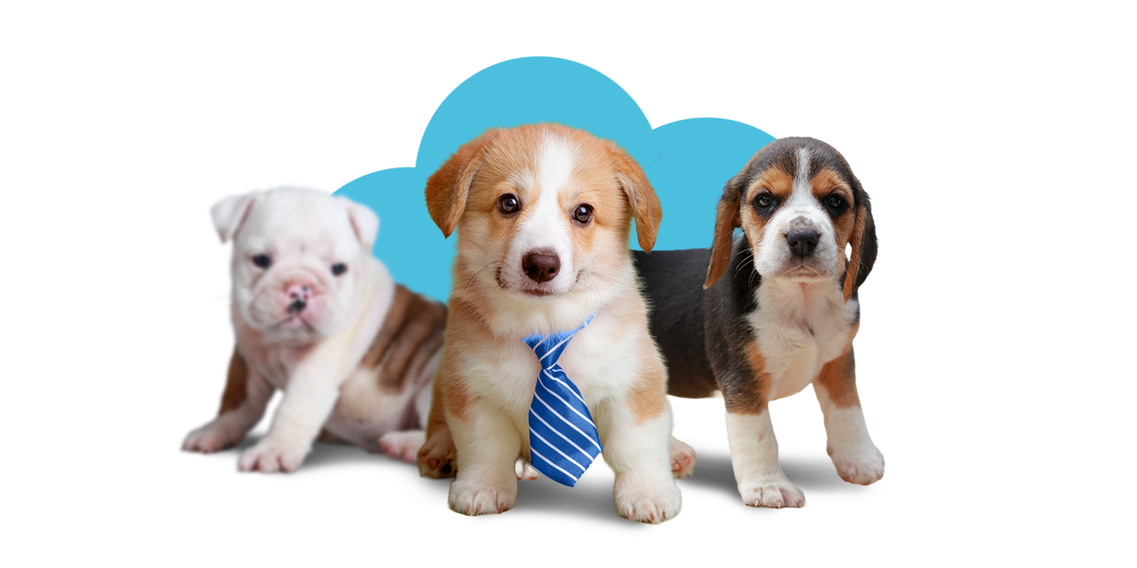 Three puppies wearing ties with text 'Puppy Division $25,000 prize'.