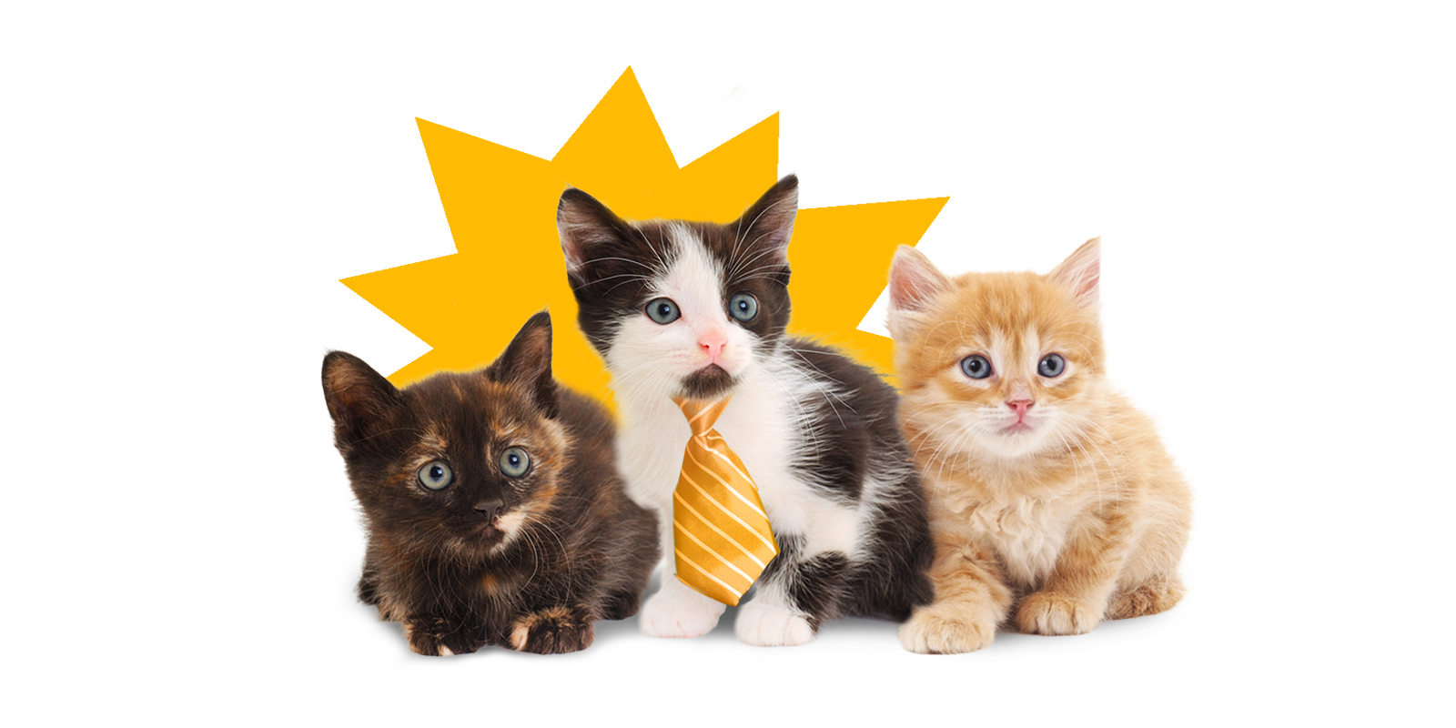 Four kittens grouped together with text 'Kitten Division $25,000 prize'.