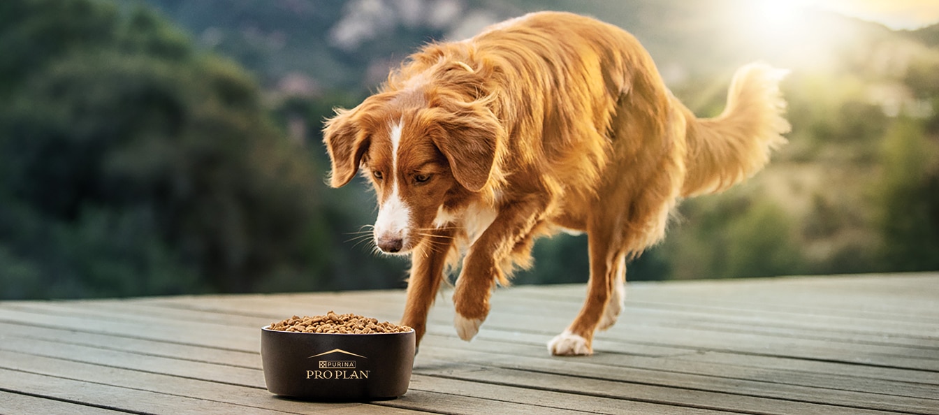 dog running to bowl of pro plan dog food