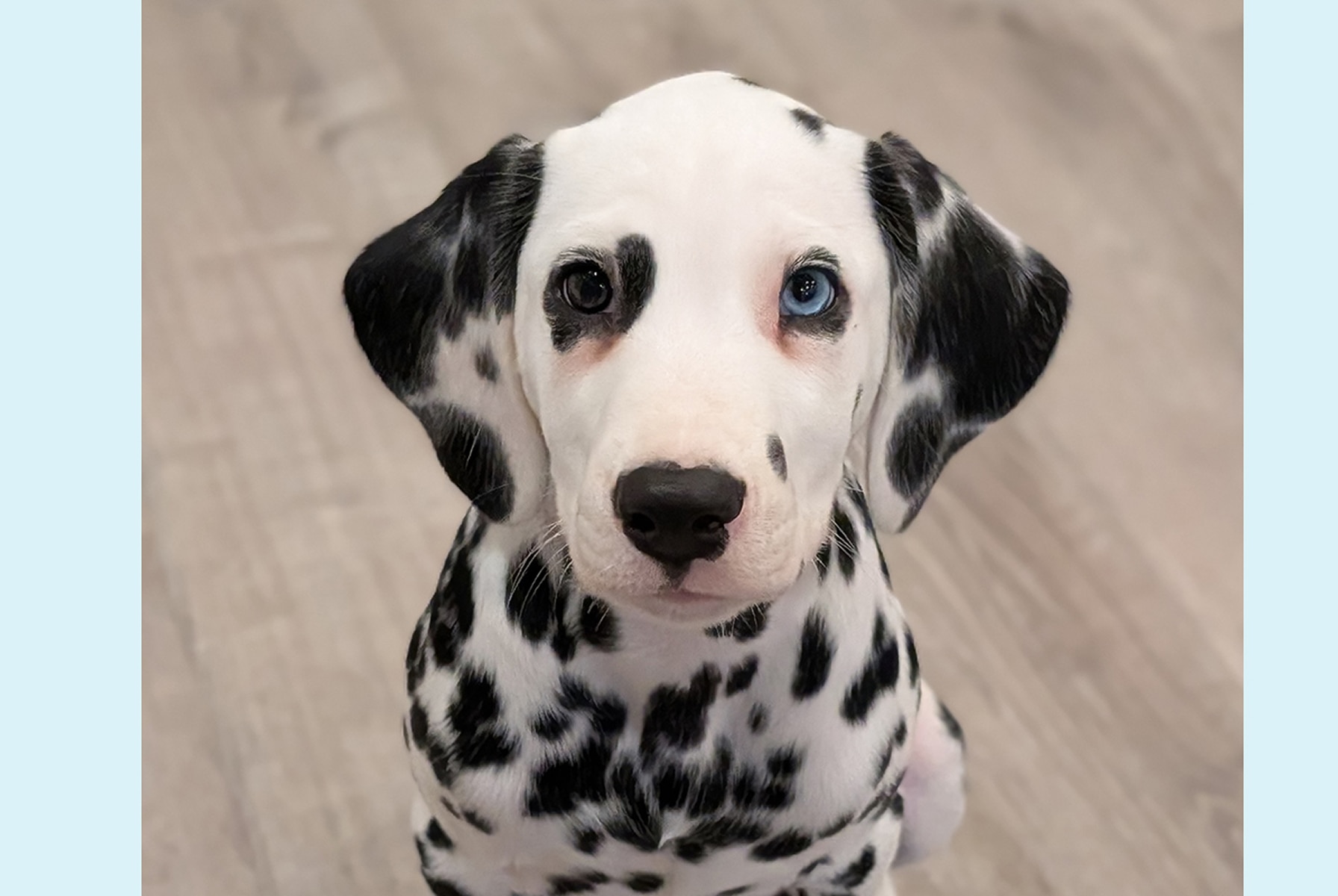 Black-and-white Dalmatian puppy sitting on a light wood floor and looking directly at the camera.