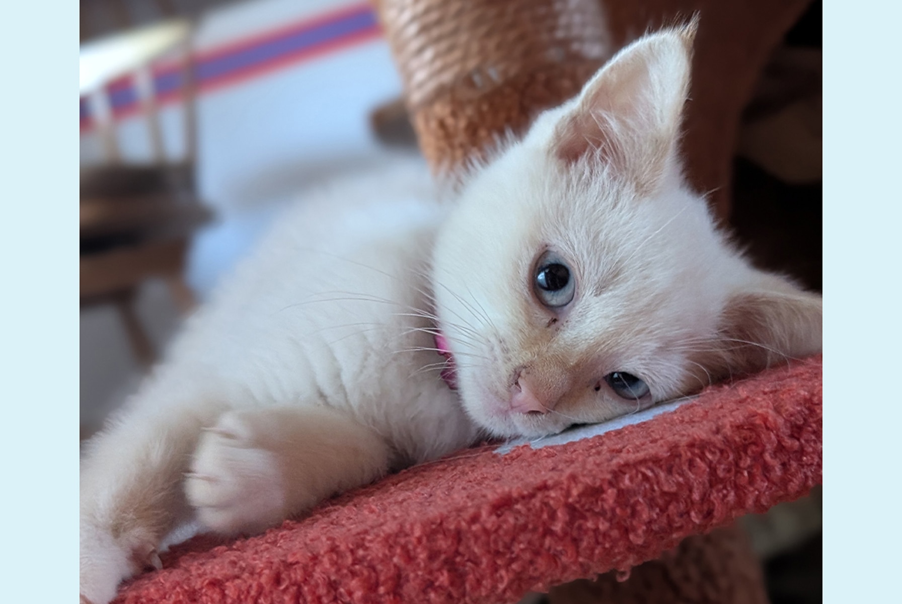 White kitten with blue eyes resting on a pink platform of a cat tree.