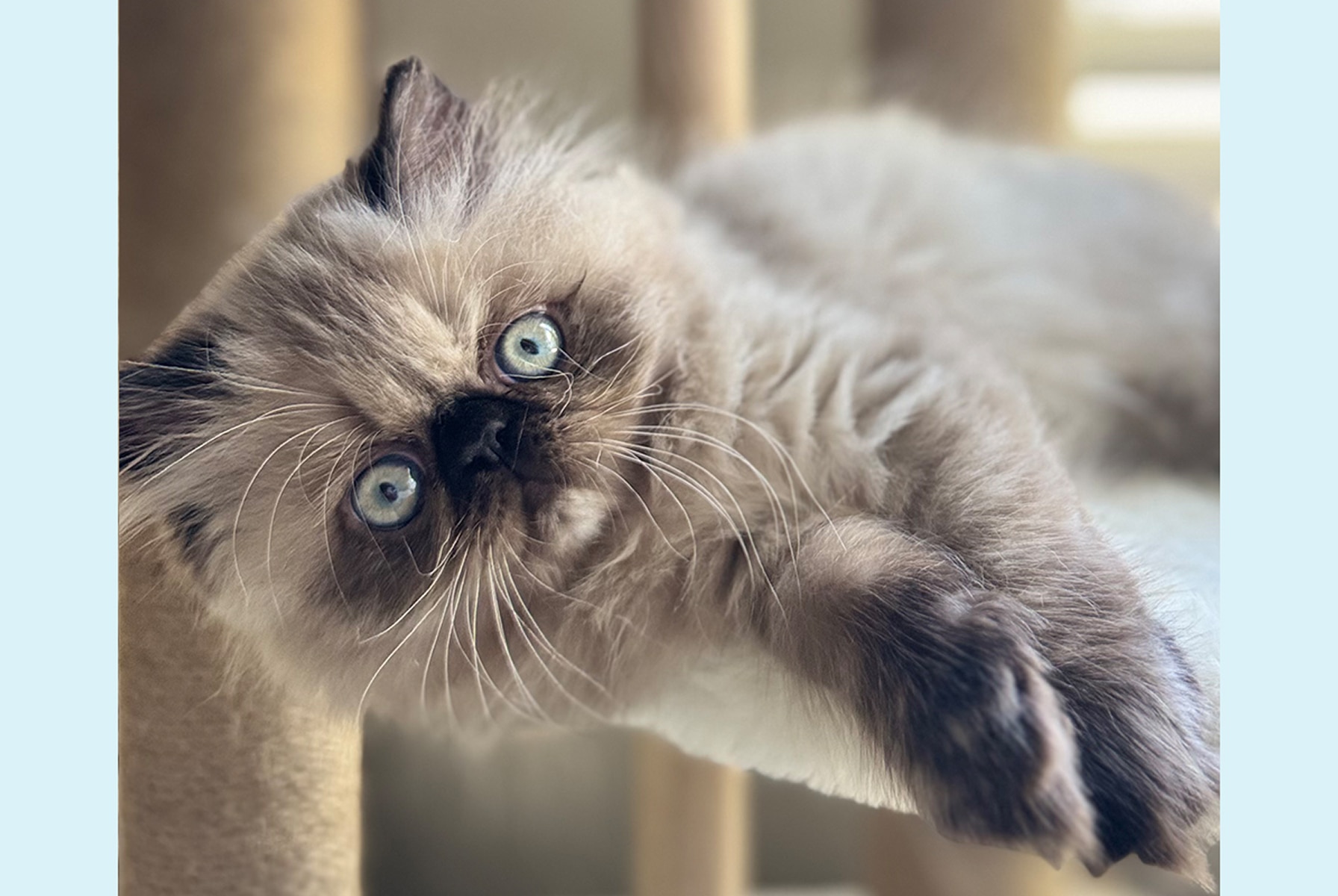 Fluffy cream-colored kitten with bright blue eyes sitting on a wood-patterned floor and looking up at the camera.