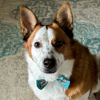 A white and tan dog with pointed ears wears a colorful bowtie.
