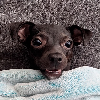 A small black dog snuggles under a blue blanket.