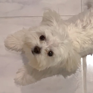 A small, white fluffy dog poses playfully.