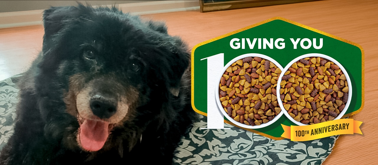 A happy black dog looks into the camera. A green and yellow badge says Giving You 100 100th Anniversary sits to the right, with the zeros of the 100 being bowls of kibble.