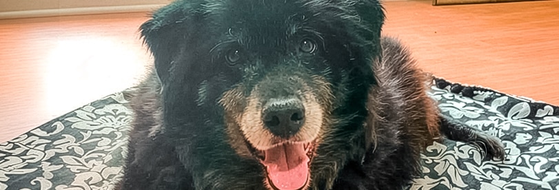 A happy looking black dog with a grey muzzle.