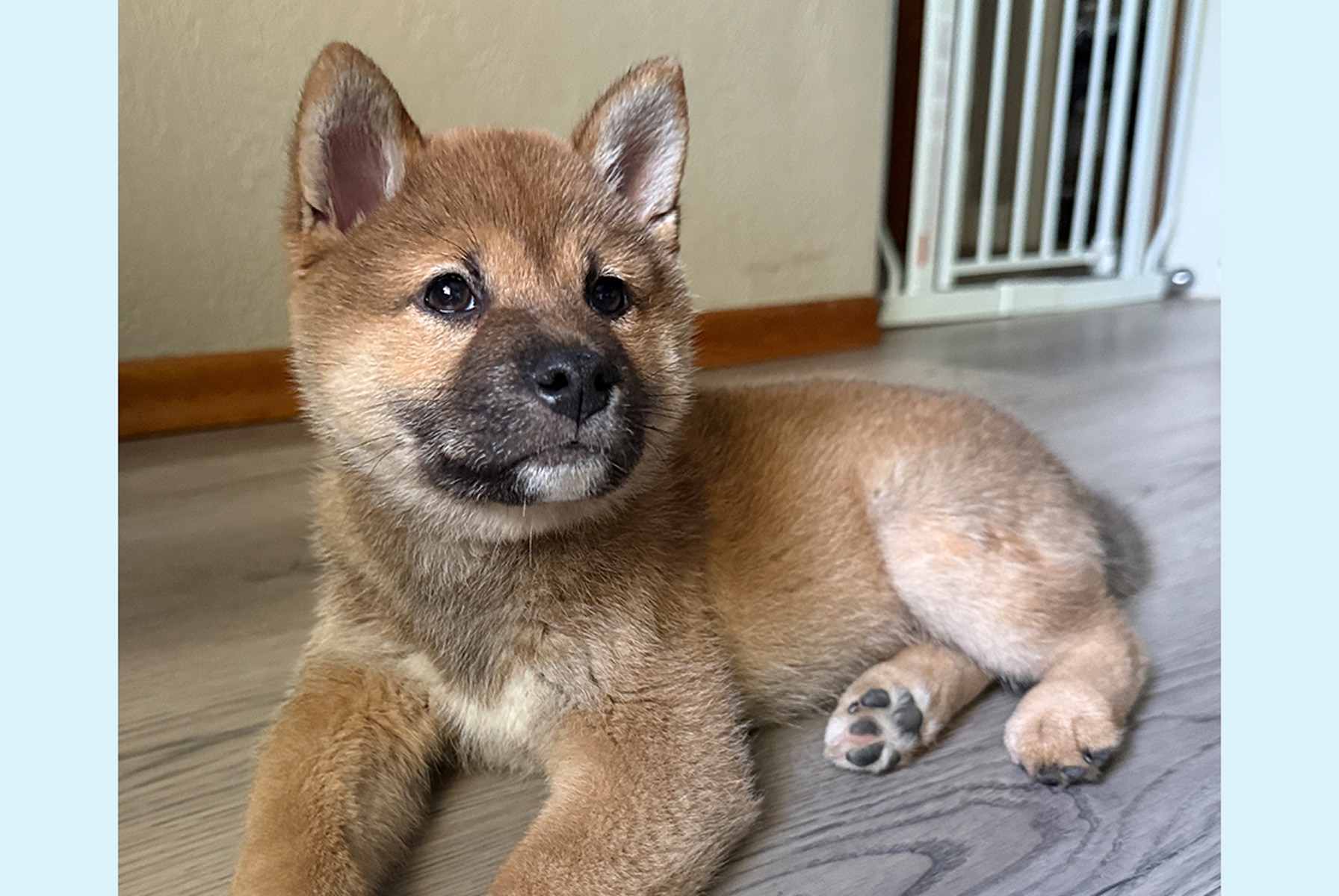 Tan puppy lying on a light wood floor and looking off to the side.