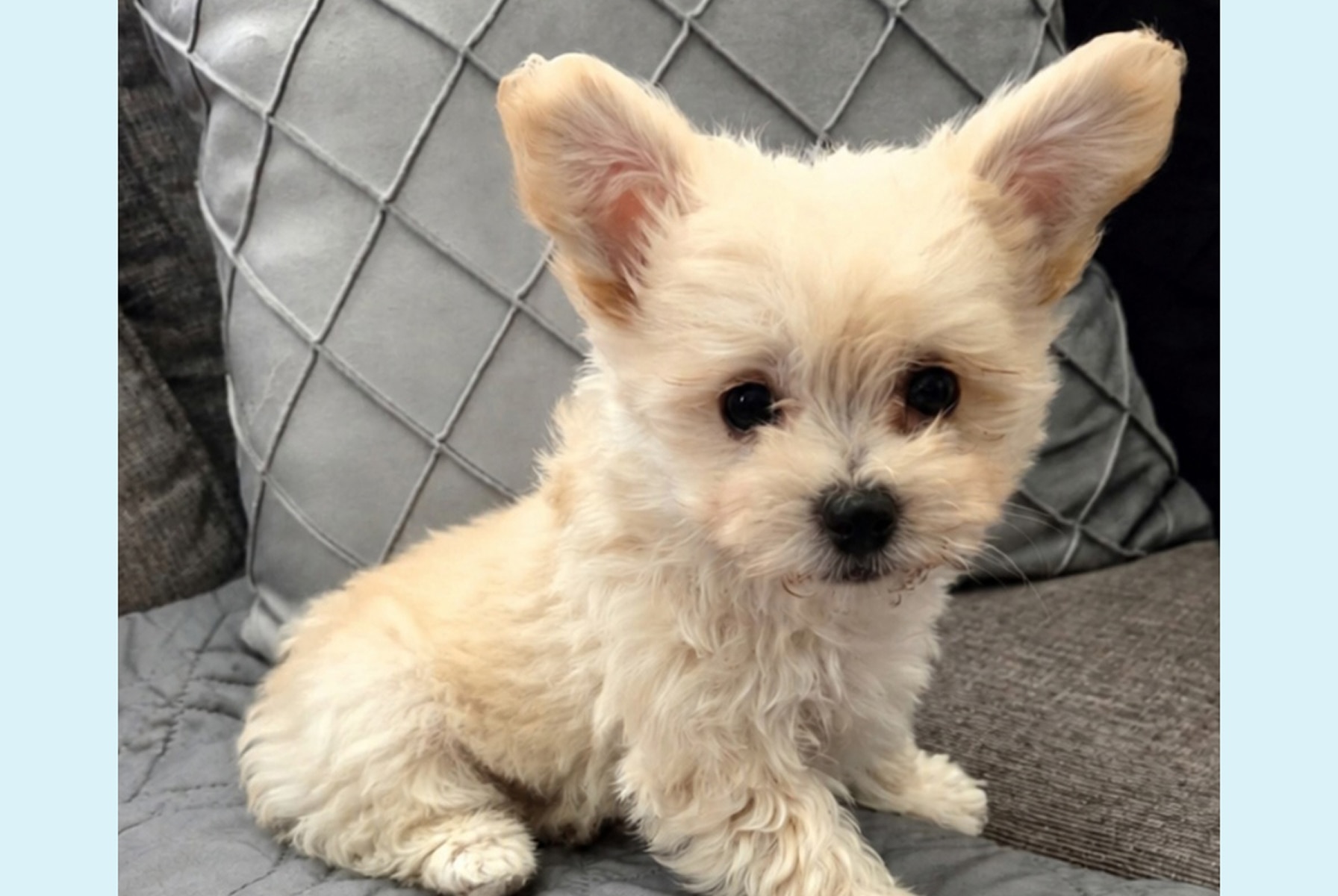 Small white puppy with oversized ears sitting on a person's lap and looking at the camera.