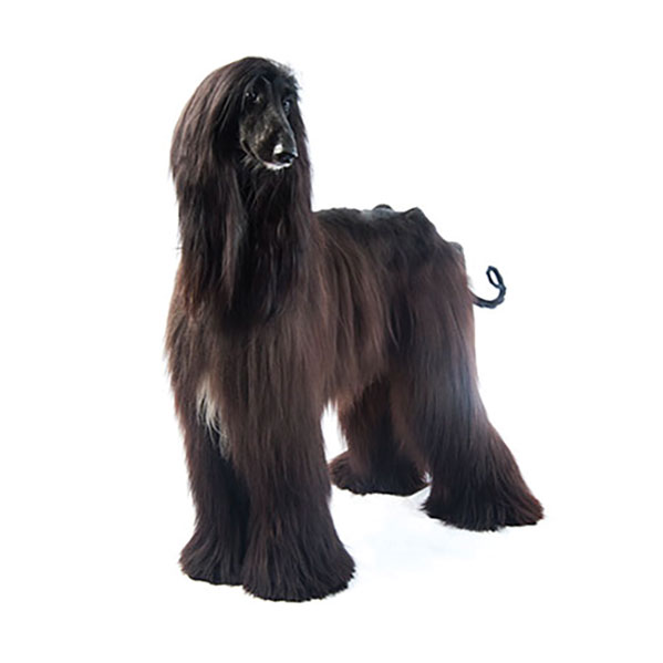 https://www.purina.com/sites/default/files/media/image/HOUND_Afghan-Hound.jpg