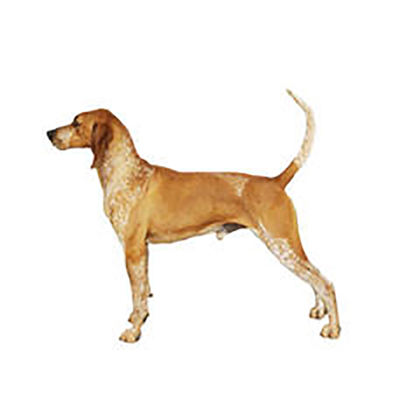 All Hound Dog Breed Information