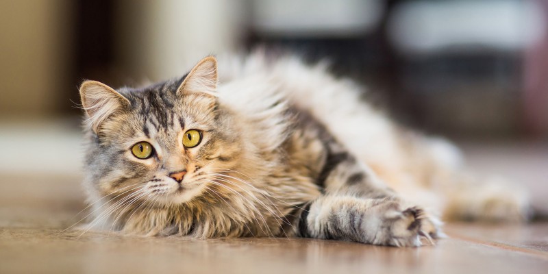 Colitis in Cats
