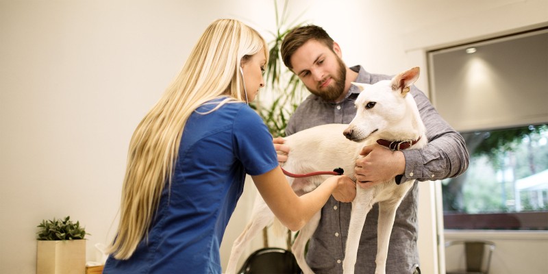 Dog Diarrhea – Causes & Treatments