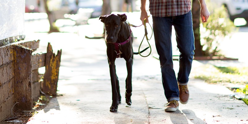 What is Hip Dysplasia in Dogs?