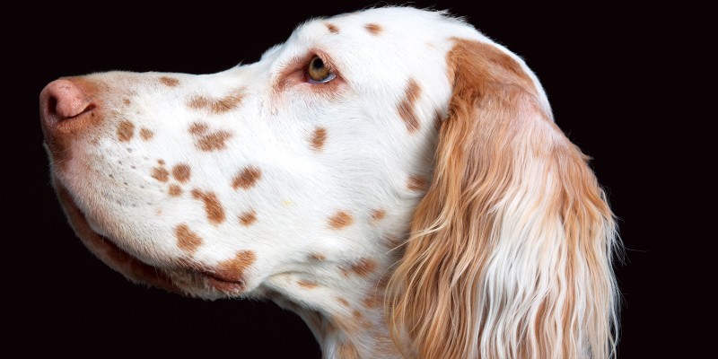 Epilepsy in Dogs