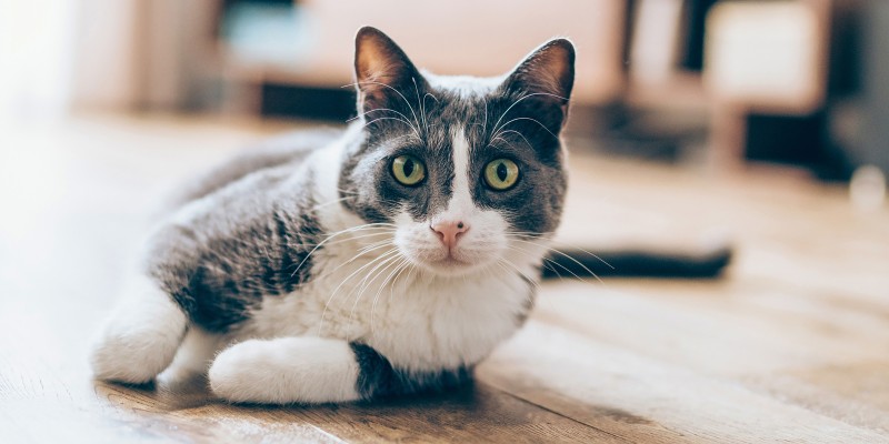 Hyperthyroidism in Cats