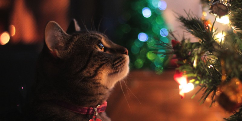 5 Holiday Safety Tips for Pets