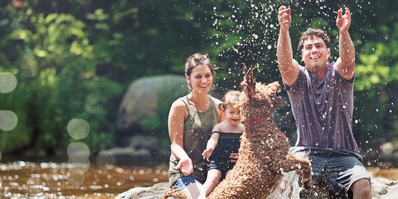 How to Keep Dogs Cool in Summer