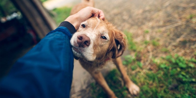 Senior Dog Activities to Keep Your Older Dog Healthy & Happy
