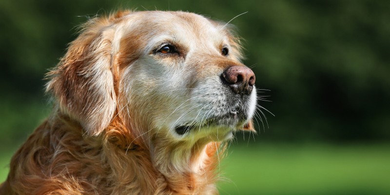 Benefits of Senior Dog Food