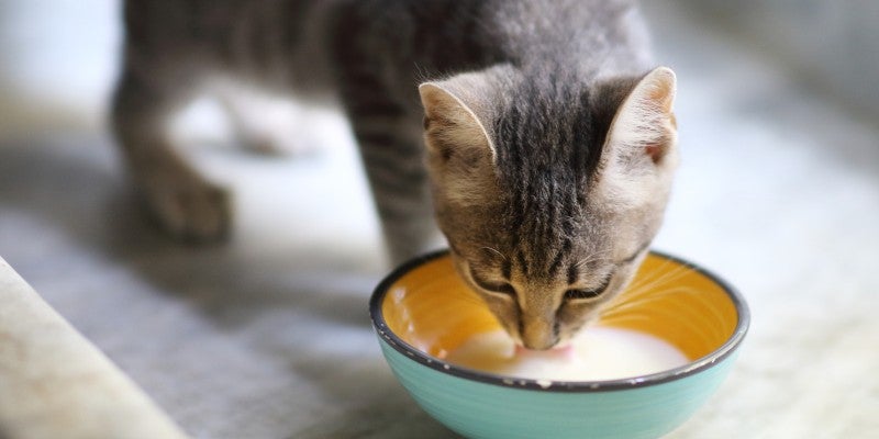 Can Kittens & Cats Drink Milk?