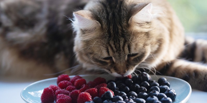 Can Cats Eat Blueberries?