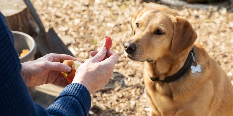 Is it OK For Dogs to Eat Apples?