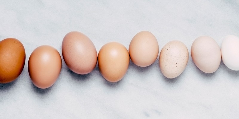 Can Dogs Eat Eggs?