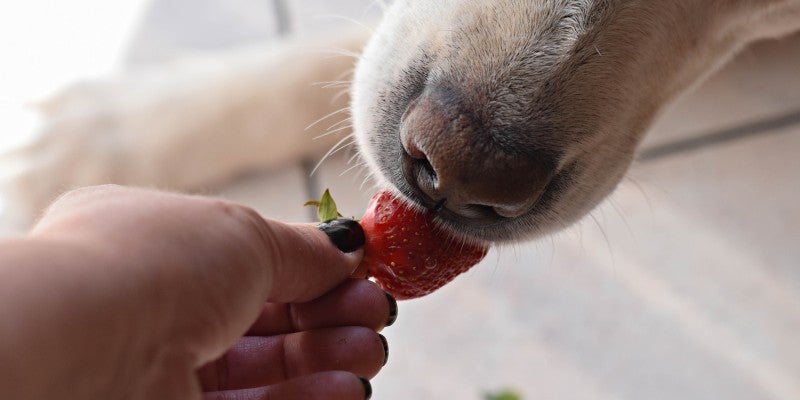 Is it OK for Dogs to Eat Strawberries?