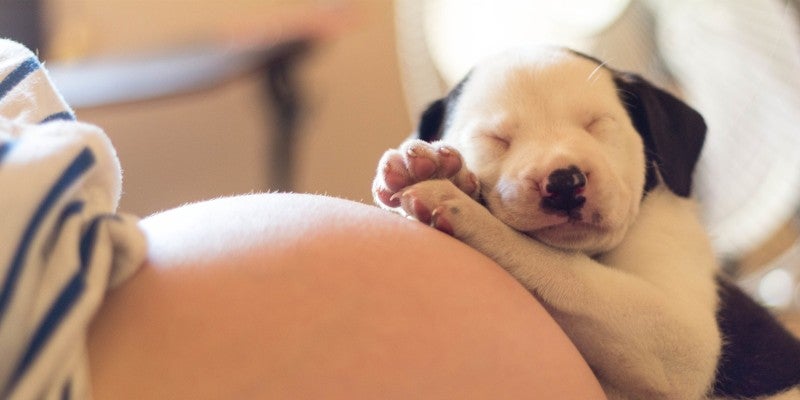 Should You Adopt a Dog Before Having a Baby?
