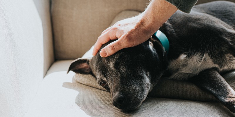 Canine Cognitive Dysfunction Syndrome — CDS in Dogs